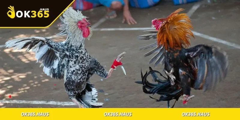 Đá Gà Cựa Sắt Là Gì? Kinh Nghiệm Chơi Chuẩn Dân Trường Gà 2 Giới thiệu hình thức đá gà cựa sắt và điểm đặc biệt