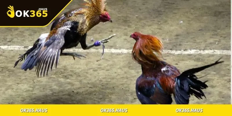 Đá Gà Cựa Sắt Là Gì? Kinh Nghiệm Chơi Chuẩn Dân Trường Gà 3 Các yếu tố then chốt khi chơi đá gà cần biết